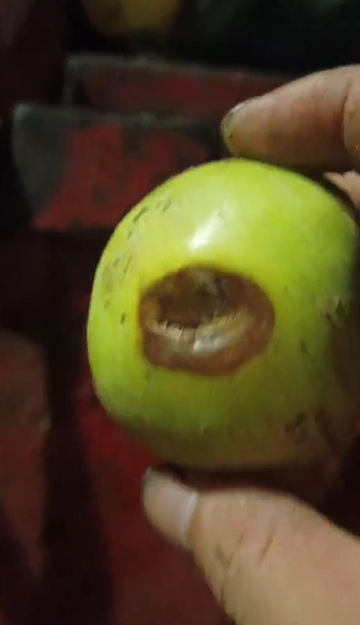 礼泉烂苹果榨汁风波 企业称有选果流程，市监局紧急叫停产品出库