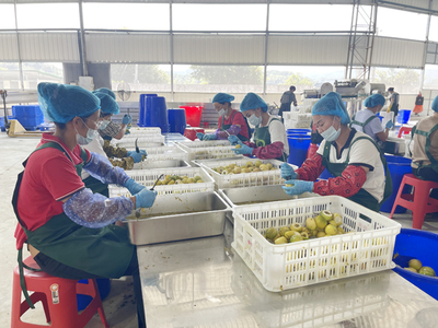 武平 文明新风里的甜蜜果实