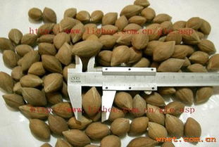 岭南佳品 鲜享自然——广东省高州市大唐果品新鲜蔬菜产品展示