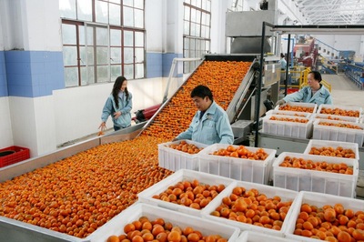 好物件 | 重庆江津 “橙”意满满，柑橘采摘正当时，新鲜蔬菜也飘香